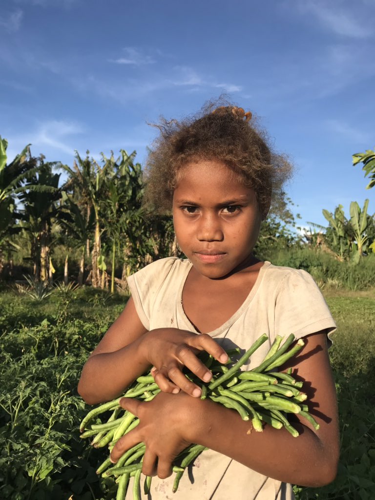 HildaLamani's tweet photo. Harvesting potatoes, cassava & picking beans for me. Certain families still maintain the tradition of giving food freely, they have a huge Godly heart. Food is always exchanged or free in the olden days, rarely nowadays. #growingfood #lifewithoutmoney https://t.co/wtCxh85Ely