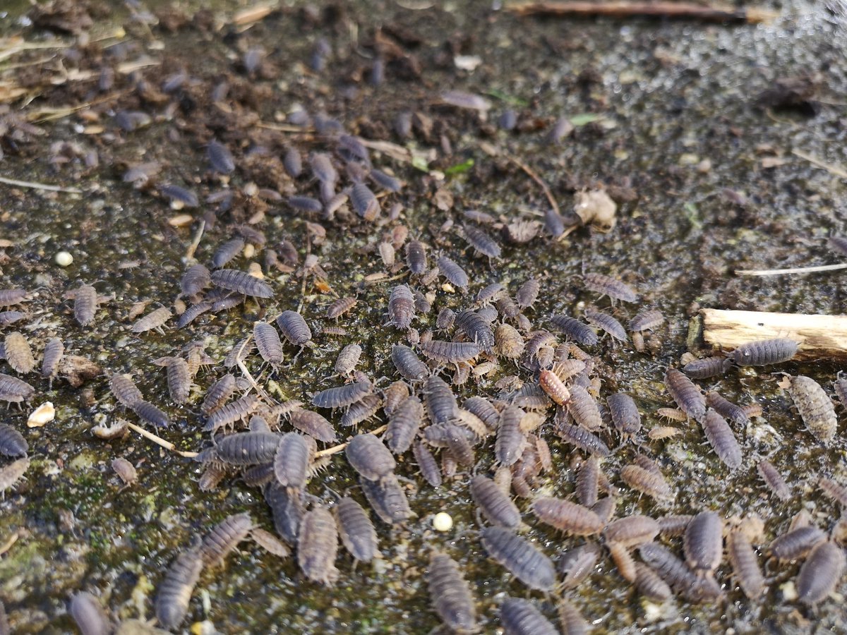 LNTBushcraft's tweet photo. No #LandSurvival training for a few weeks, which is a shame as I've just found an abundance of protein whilst tidying the garden #HowToStayAlive #Survival #Bushcraft #Entomophagy #EatBugs #EdibleInsects https://t.co/YpMiJ5KE33