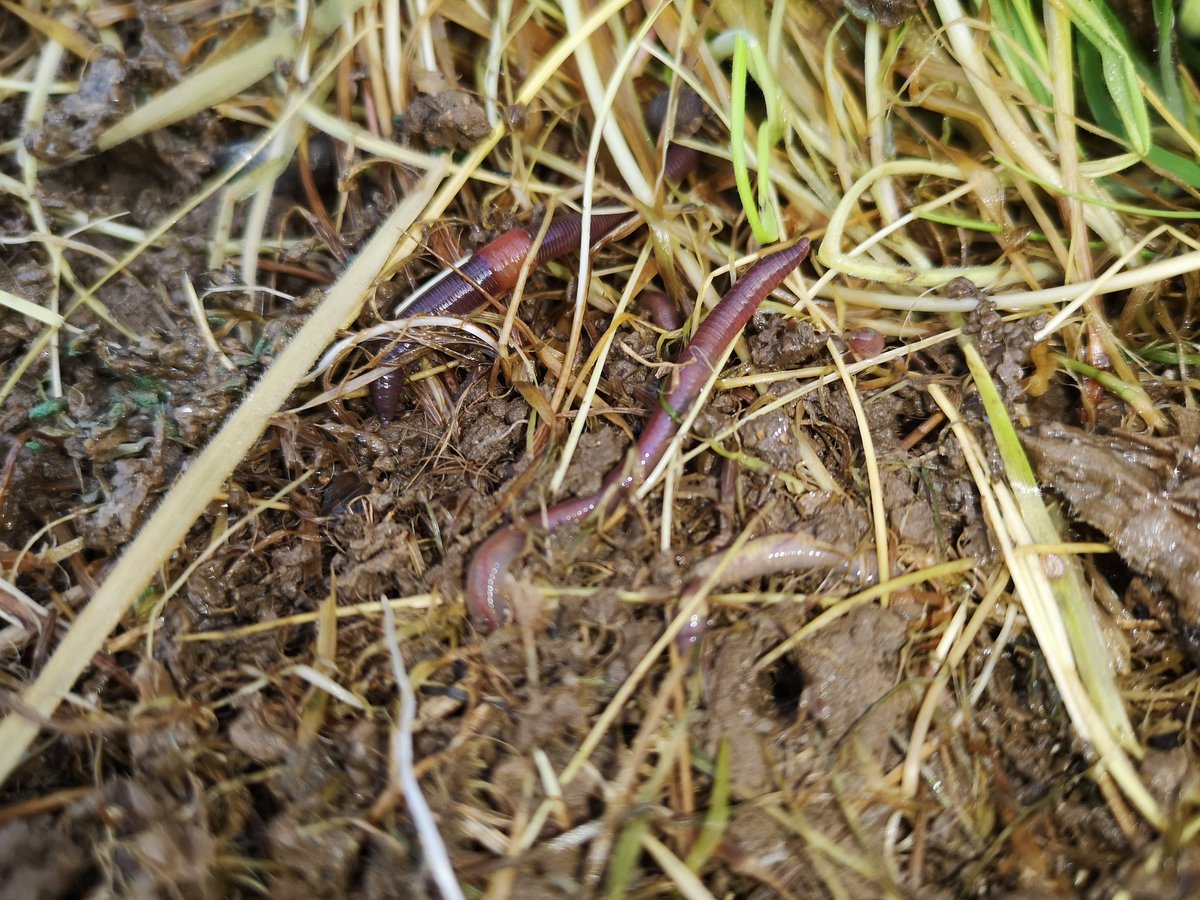 LNTBushcraft's tweet photo. No #LandSurvival training for a few weeks, which is a shame as I've just found an abundance of protein whilst tidying the garden #HowToStayAlive #Survival #Bushcraft #Entomophagy #EatBugs #EdibleInsects https://t.co/YpMiJ5KE33