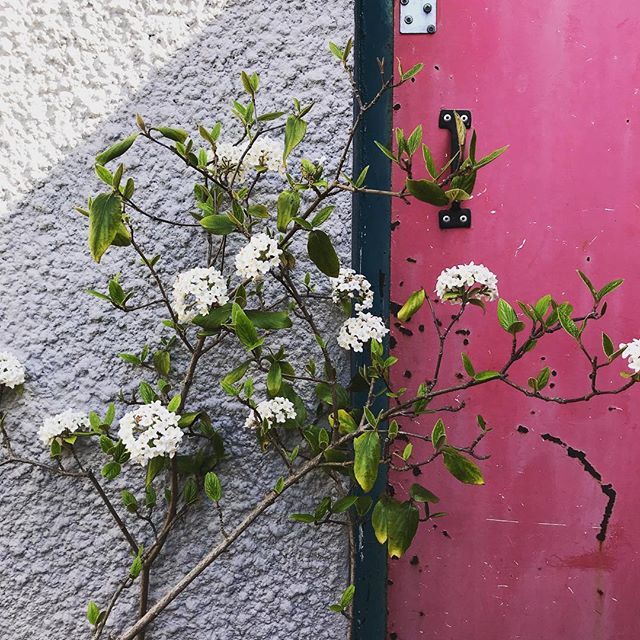 Spring is finally here. It’s warm enough to enjoy a £10 vegan roast in our garden. Joy 
#spring #plantbased #sunday