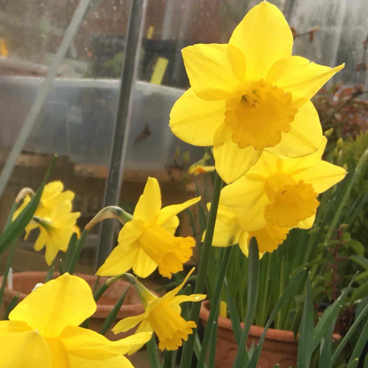 Hugh_Cassidy's tweet photo. Worth saying again the importance of feeding your bulbs at this time of year for good flowers next year ... allow foliage to die back and always dead head them. Here’s a wee write up I did a few years ago on Tulips, applies to daffodils and others too...
https://t.co/N3JXRbDaO1
. https://t.co/sZl19QTaT6