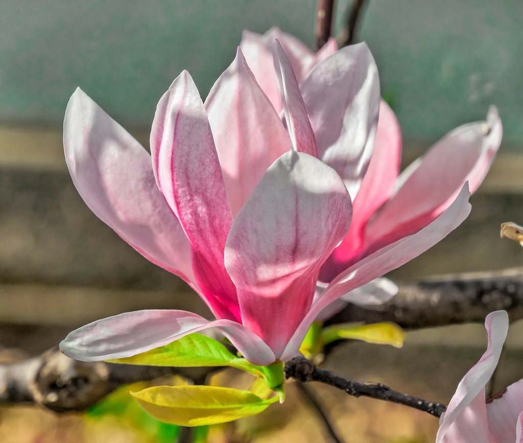 #spring #magnolia #flowers #magnoliaflower #fioredimagnolia #flower #magnoliatree #springtime #garden #blossom #pink #primavera #magnolias #flowerstagram #fiori #naturelovers #springflowers #flowerpower #natura #magnoliablossom #magnoliasoulangeana #magnolie  #magnoliaflowers