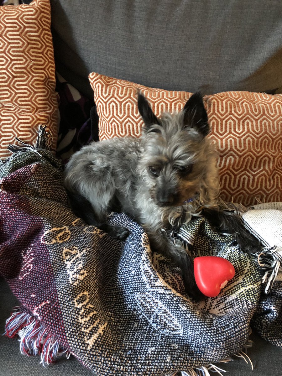 ClevelandBert's tweet photo. #HappySunday #PreHaircut #DaFuzz #Bert https://t.co/6SWFvqPkC2