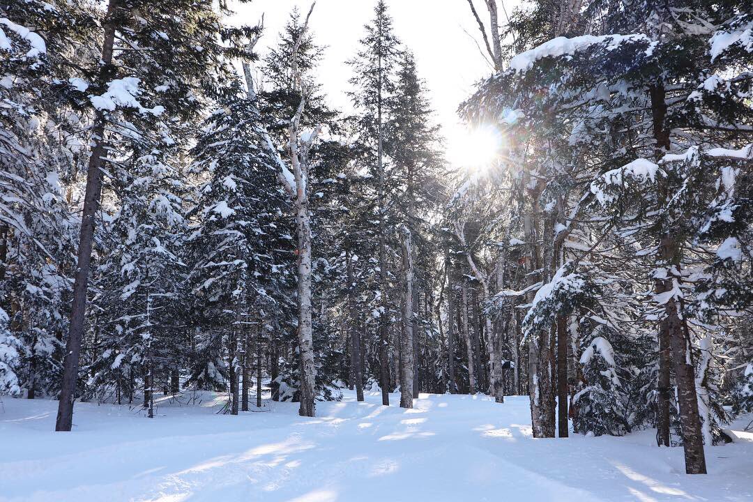 bretton_woods's tweet image. Looking like something out of a dream on Mt. Stickney. Today’s going to be special! ❄️☀️#dayatthewoods #tbar #notspringyet