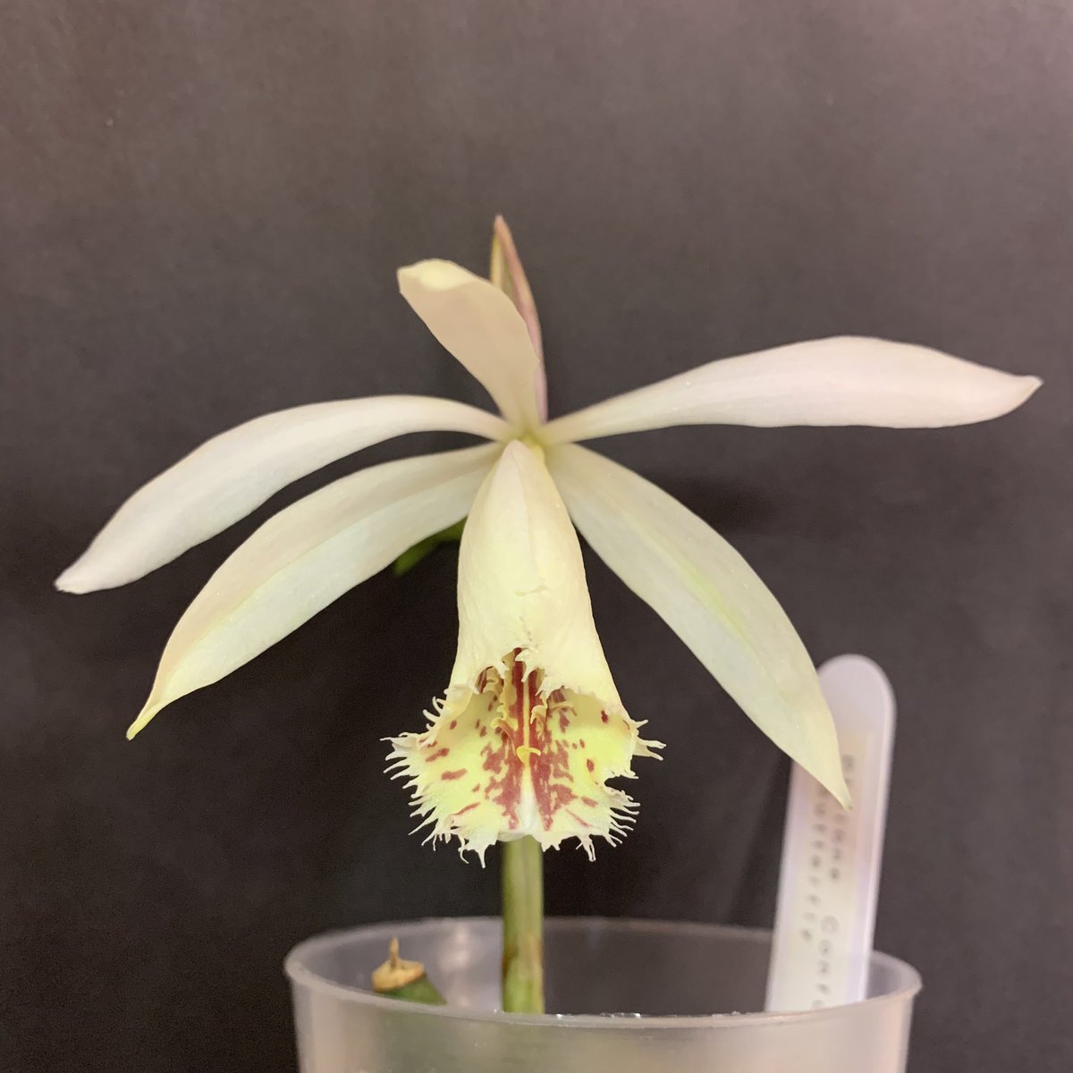 PleioneTokyo's tweet photo. Pleione × confusa ‘Butterfly’

My favorite pleione. https://t.co/lqEngnawKZ