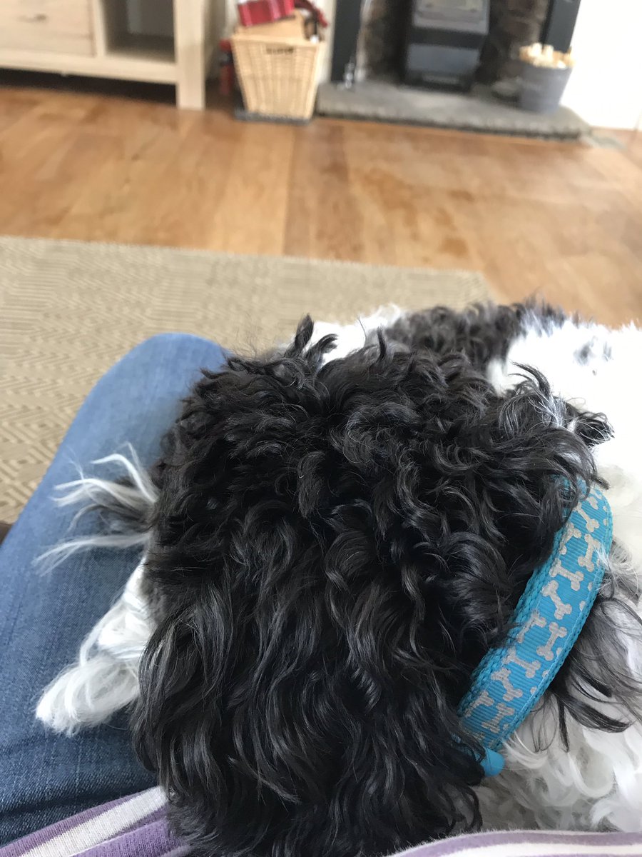 CavapoochonBob's tweet image. It’s all been too much for someone today! 🐾💤🐾 
Too much walking, playing, zoomies and helping mum and dad with HosPAWtality duties!
Enjoying the view from the comfort of the sofa just now! #seaview #cosycottage #rainingoutside #scotland #portpatrick  #dogsoftwitter