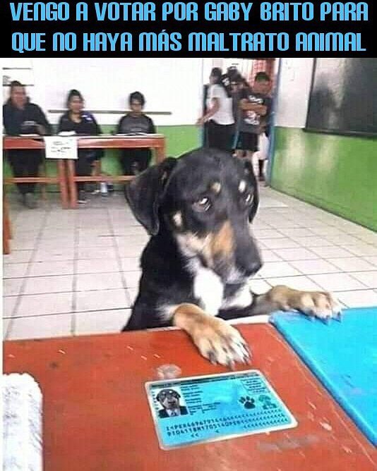 amoranimalcue's tweet photo. Hoy TODOS/AS los animalistas vamos a darle nuestro respaldo masivo a @GabiBritoA ✅, segunda concejal por el Distrito Sur. 

La encontramos en la primera columna desde la derecha. #Vota107 https://t.co/ebHaoDvVrT