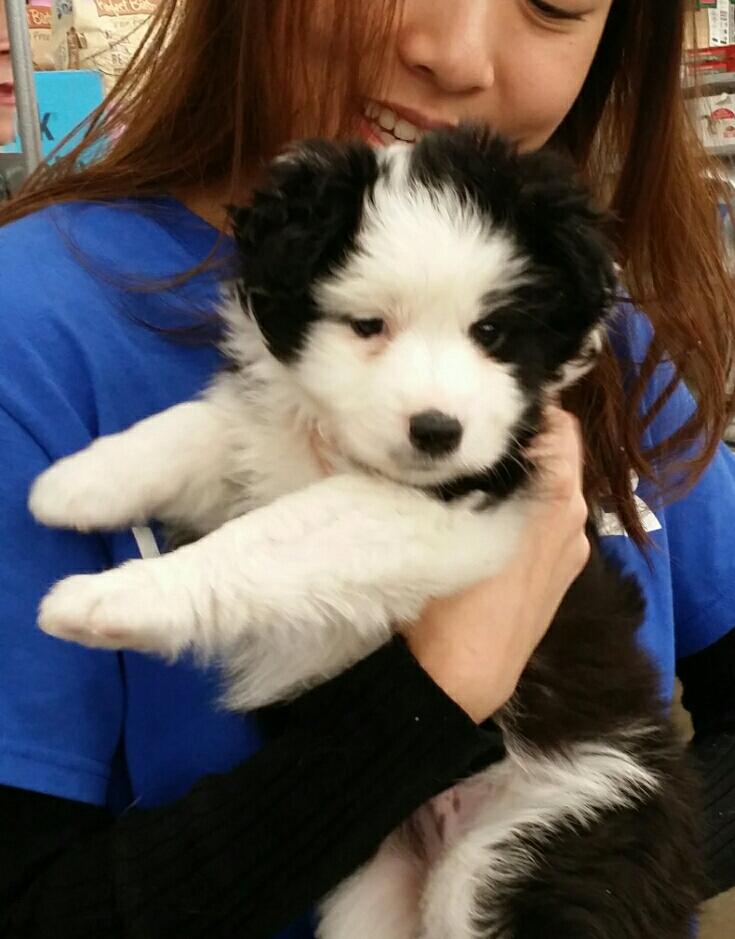 HoustonSPCA's tweet image. Join us TODAY at Petsmart Almeda from 11a - 3p! We will have a few of our adoptable animals that are in need of a forever family. Comment below and let us know if you are coming out! 👇 #mobileadoptions #adoptablepets

10075 Almeda Genoa RdHouston, TX 77075