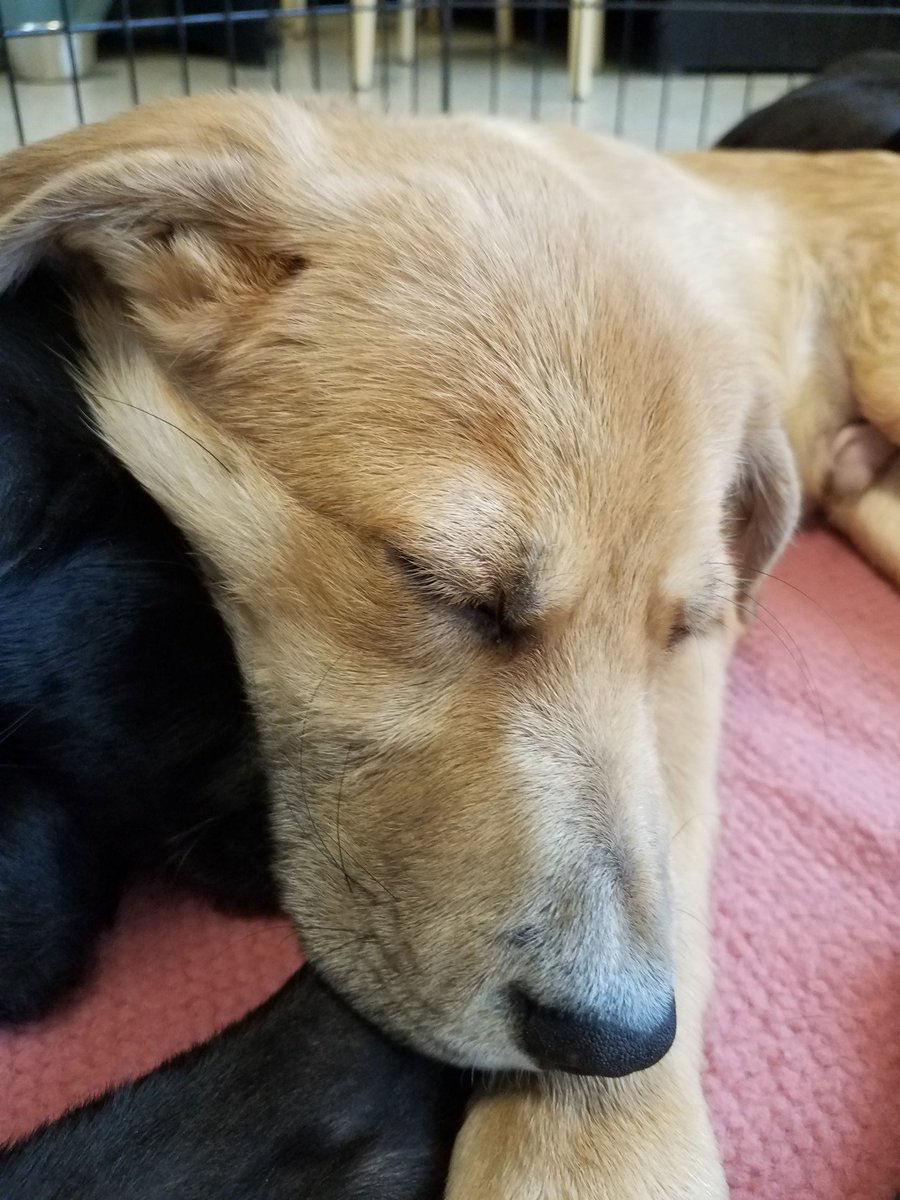 HoustonSPCA's tweet image. Join us TODAY at Petsmart Almeda from 11a - 3p! We will have a few of our adoptable animals that are in need of a forever family. Comment below and let us know if you are coming out! 👇 #mobileadoptions #adoptablepets

10075 Almeda Genoa RdHouston, TX 77075