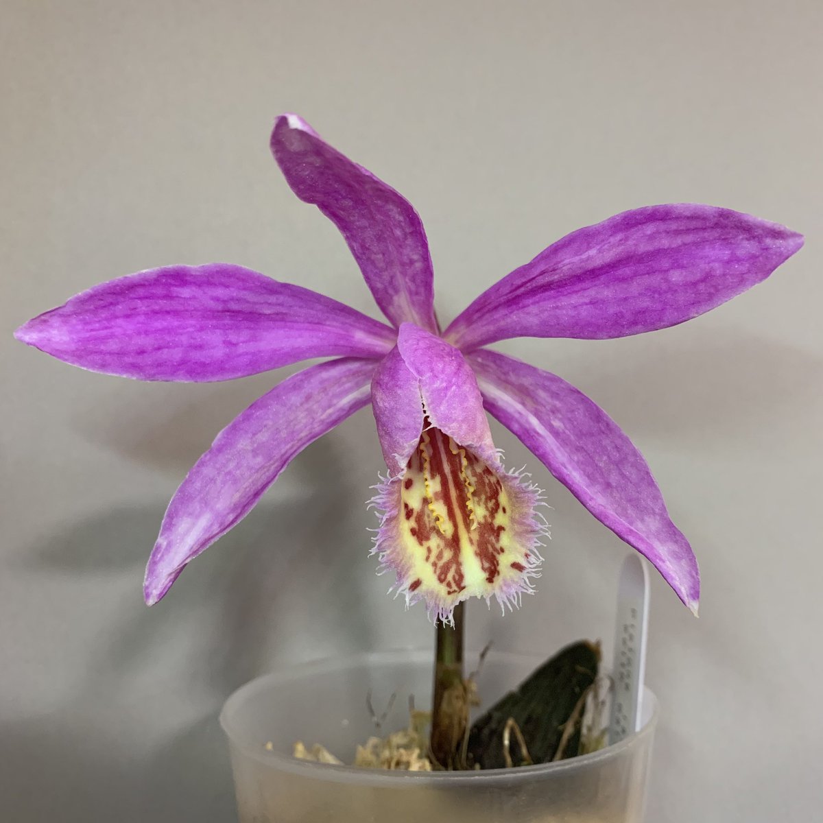 PleioneTokyo's tweet photo. Pleione Rakata ‘Keith Rattray’

I love pleione. https://t.co/Ef9IKOLCyk