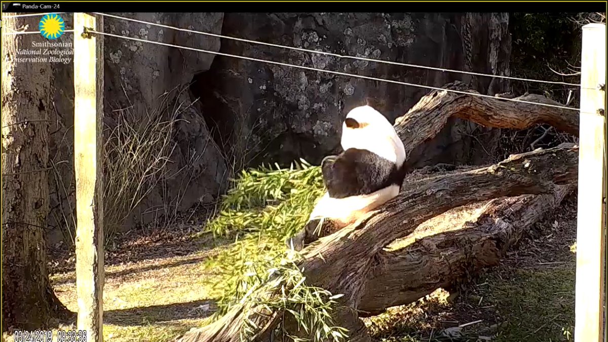 pinkypanda0823's tweet photo. It is also another pandtastic day to #BeTheBei . https://t.co/yNTmubJikJ