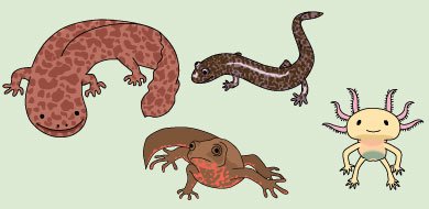 تويتر フリーカット على تويتر フリーカット 爬虫類 両生類 にイラスト素材を追加しました T Co Ynyvgq1hop オオサンショウウオ サンショウウオ イモリ ウーパールーパー T Co Vigzhdcywm