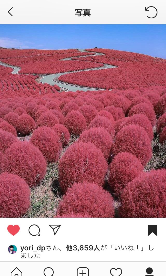 なんか意味深な花言葉