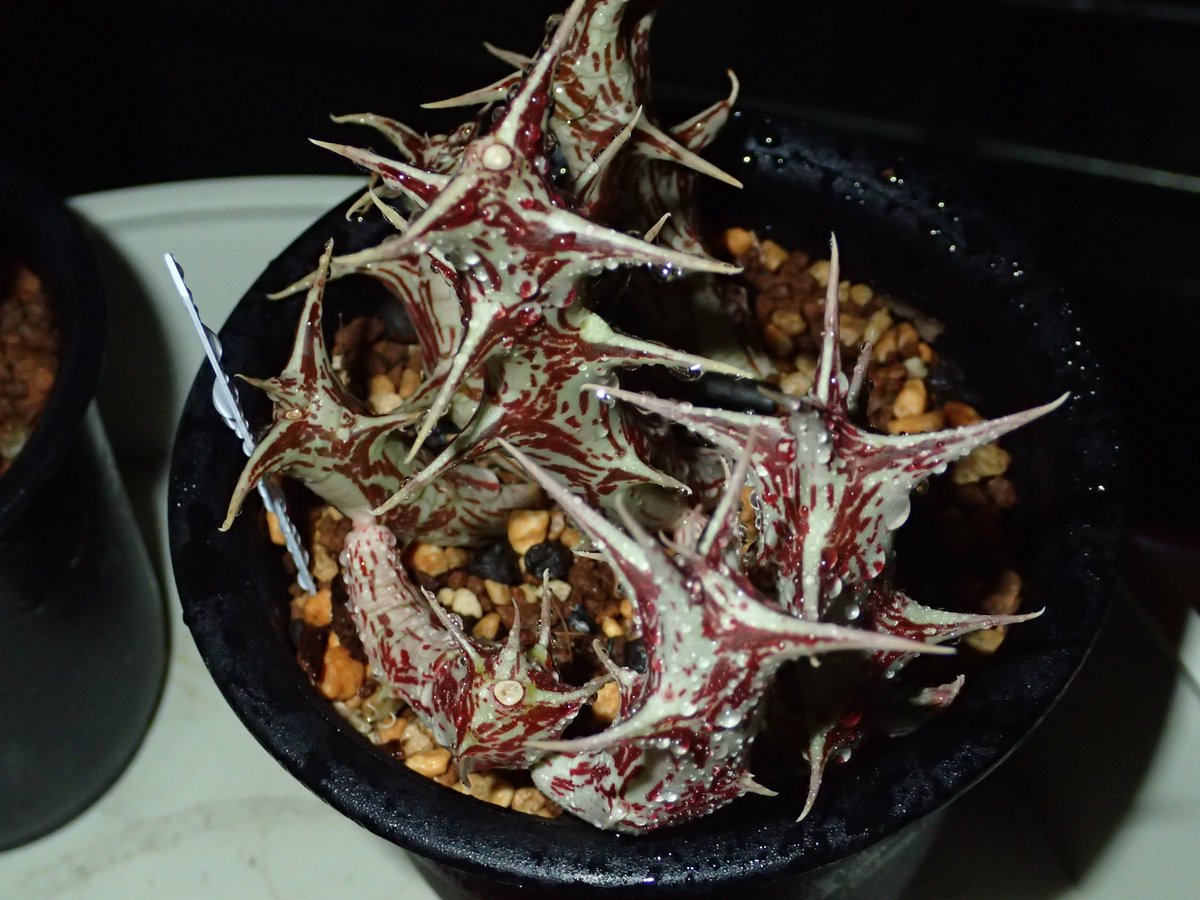 Uzivatel 丸山宗利a K A まう山 Na Twitteru 黒竜角と紫竜角はorbea Decaisneanaかorbea Deflersianaで これは突起の長いことから後者に見えます O Melananthaは主に水牛角で売られているものです