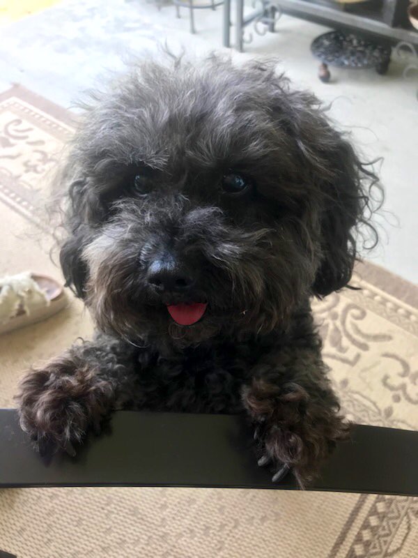 In honor of national puppy day, here are the #dogsofeboard. Happy (day after) National puppers day to everyone’s furry friends! Give your pups a snug from flea-board!!!