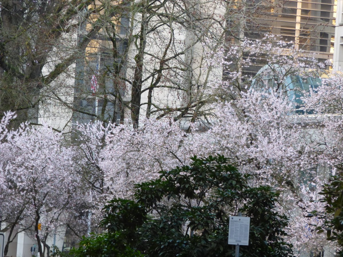 TravelerWeekend's tweet image. Good Morning #Portland #Oregon - today a high of 61 &amp;amp; no rain!  Spring signs all over the city - be sure to get out and walk today!!

#StreetPhotographer #DayTrippingPortland @DayTrippingPort
#Travel daytrippingportland.com #PDX via @DayTrippingPort