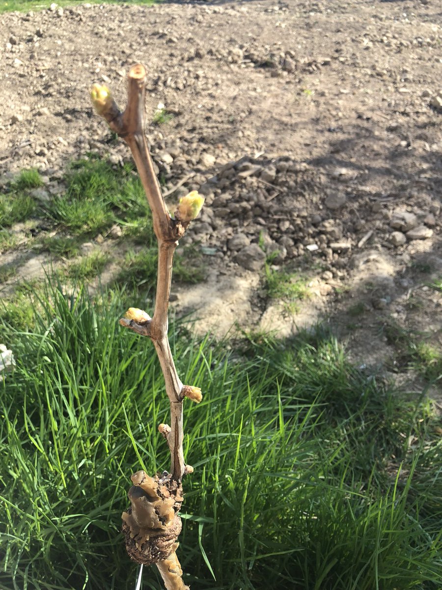 venicekisses's tweet photo. @Carlos7alella I’m excited! The first leaf! ¡estoy emocionado! La primera hoja! #rusticleaf #Spring #IT https://t.co/FqUbsH4R2W