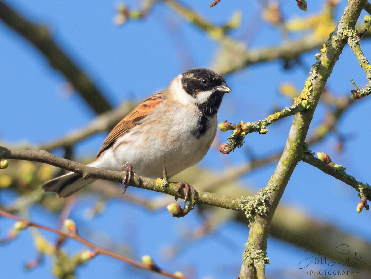 JLPhotos83's tweet photo. Reed Bunting #wild #wildlife #wildlifephotography #wildlife #nature @visit_bury @iNatureUK @BBCEarth @BBCSpringwatch @Steveredwolf @Britnatureguide @Natures_Voice @RSPBbirders #reed #bunting #reedbunting @Reedbunting #catchlights https://t.co/9uOYKtgq3x
