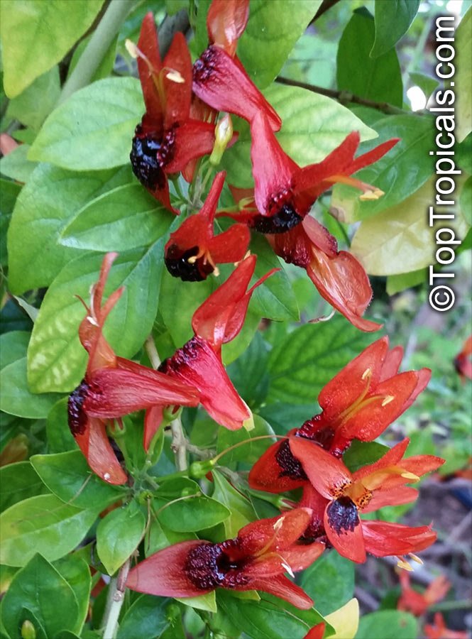 toptropicals's tweet photo. #Ruttya fruticosa, Rabbit Ears. Beautiful vining #shrub covered with very unusual orange-red or yellow #flowers resembling rabbit's head with ears. Very rare! Blooms in winter through spring and summer. https://t.co/FaXOgU7sdW #tropicalplants #rareplants #gardening #SundayFunday https://t.co/YXv61cOAc7