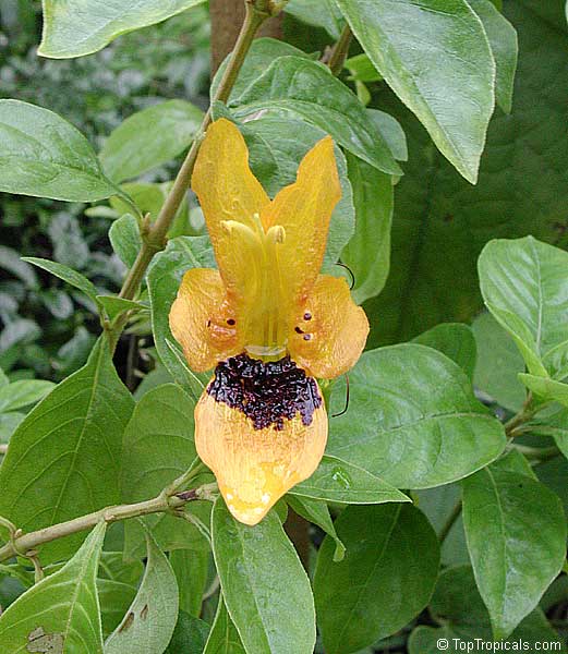 toptropicals's tweet photo. #Ruttya fruticosa, Rabbit Ears. Beautiful vining #shrub covered with very unusual orange-red or yellow #flowers resembling rabbit's head with ears. Very rare! Blooms in winter through spring and summer. https://t.co/FaXOgU7sdW #tropicalplants #rareplants #gardening #SundayFunday https://t.co/YXv61cOAc7