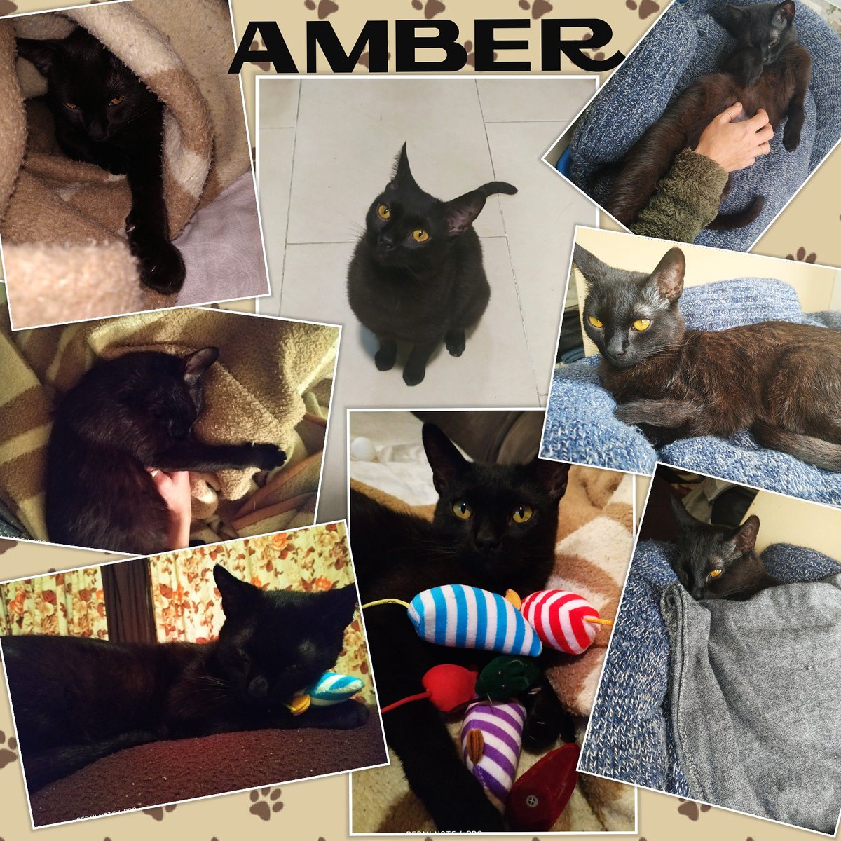 AvoraAnimal's tweet photo. ADOPCIÓN
AMBER CARIÑOSA, OBEDIENTE,LISTA CON UN CARÁCTER ESPECIAL AL PRINCIPIO, NO DA MALA SUERTE DA ALEGRÍA YA QUE ES JOVEN, DE UNOS 2 AÑOS Y MEDIO Y LE ENCANTA EL JUEGO Y LARGAS SIESTAS ARROPADA EN LOS DÍAS FRIOS , SU VIRTUD AMOR INFINITO,CONTACTA POR PRIVADO O A TLF 681111127 https://t.co/k63l9MWBnk