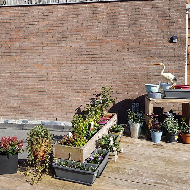 littlegingerkid's tweet photo. Gin Terrace update
#spring #ginterrace #realeneiland #Amsterdam #heronaddict #turnedoutniceagain #thingsarestartingtoflower https://t.co/uqudSEsJ6n https://t.co/lMBRWpDbI5
