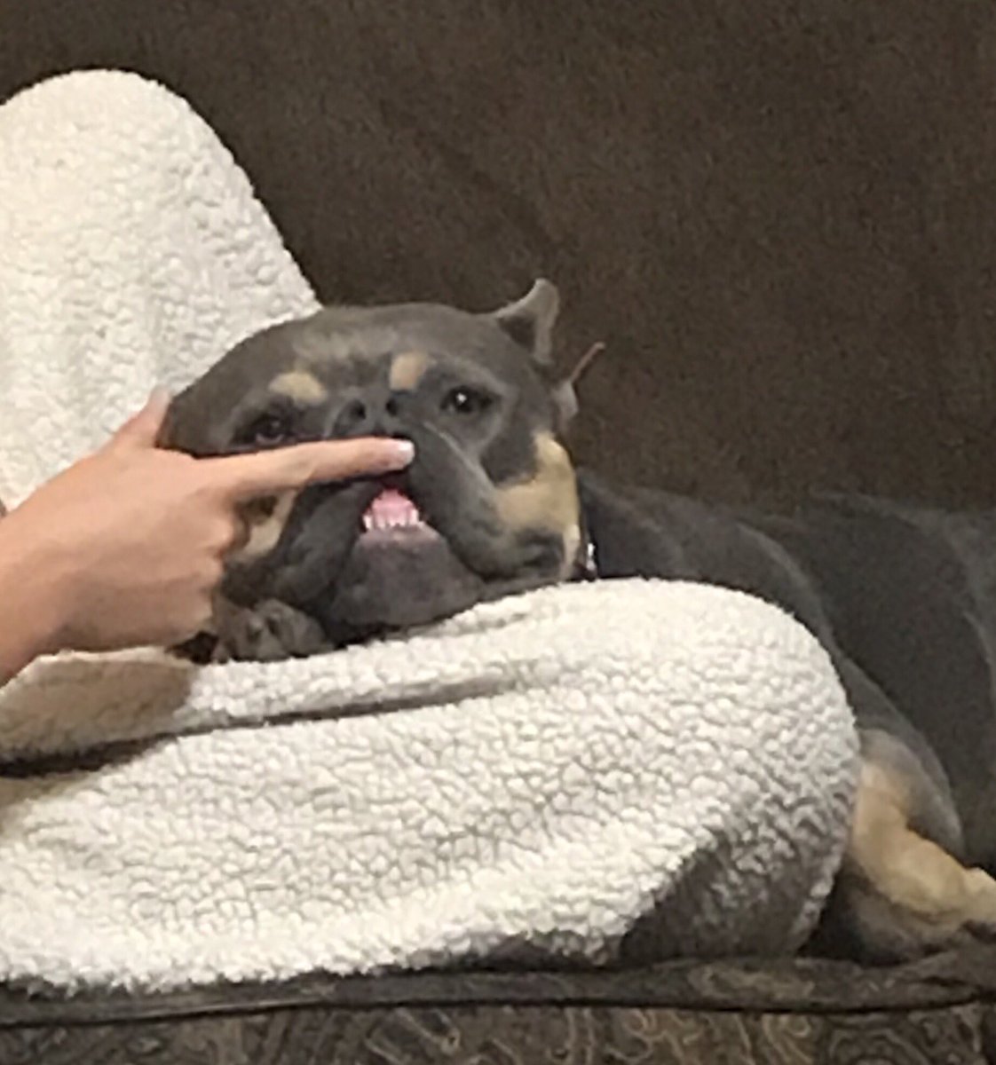 IfMyDogsCouldT1's tweet photo. That thing that came out of Sigourney Weaver’s stomach? Dat me. #alien #aliendog #derp https://t.co/wulJ2ngLe4