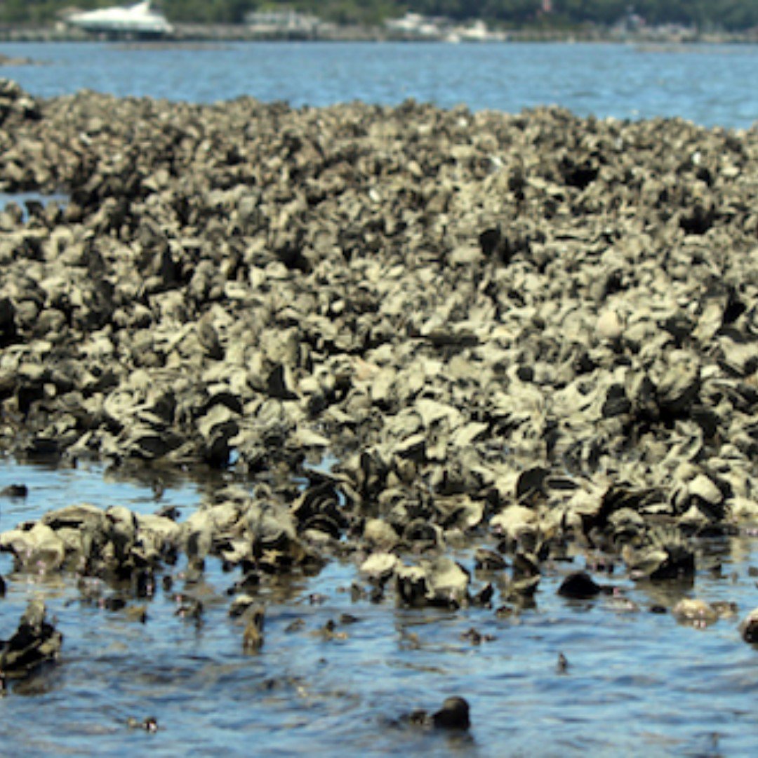 terrysoysters's tweet photo. One of natures most unique gift... did you know oyster reefs can also help to protect NOLA from storm damage by softening the blow of large waves, reducing flooding, and preventing erosion along the shorelines. 
 #gulfoysters #lousianaoysters #gulfcoastoysters #louisianaseafood https://t.co/LIhi1FNigE