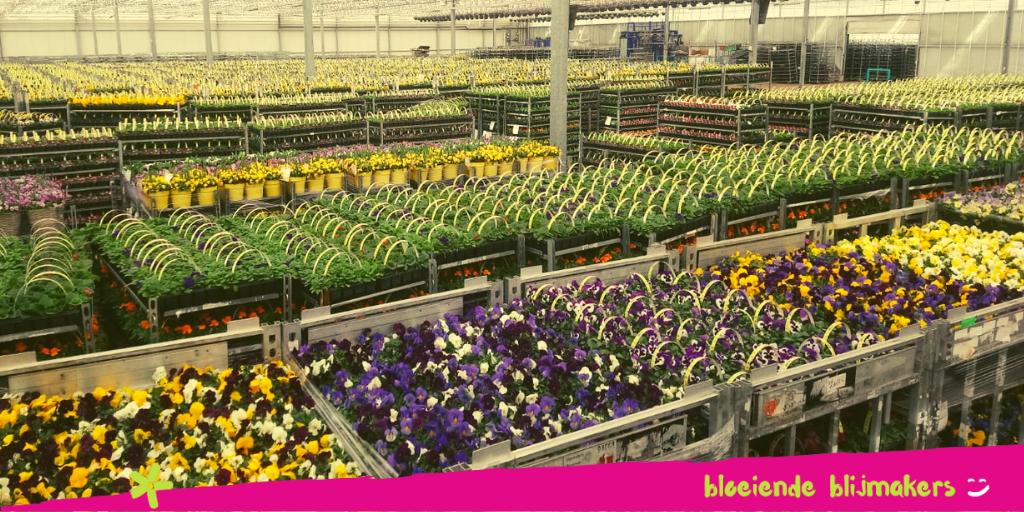 Klaar om heel veel mensen blij te maken!
#bloomingjoy #bloeiendeblijmakers #lente #violen