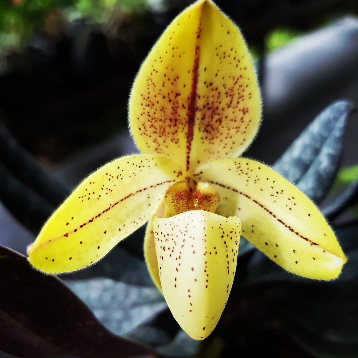 Paph concolor var striatum