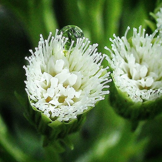 フキの花