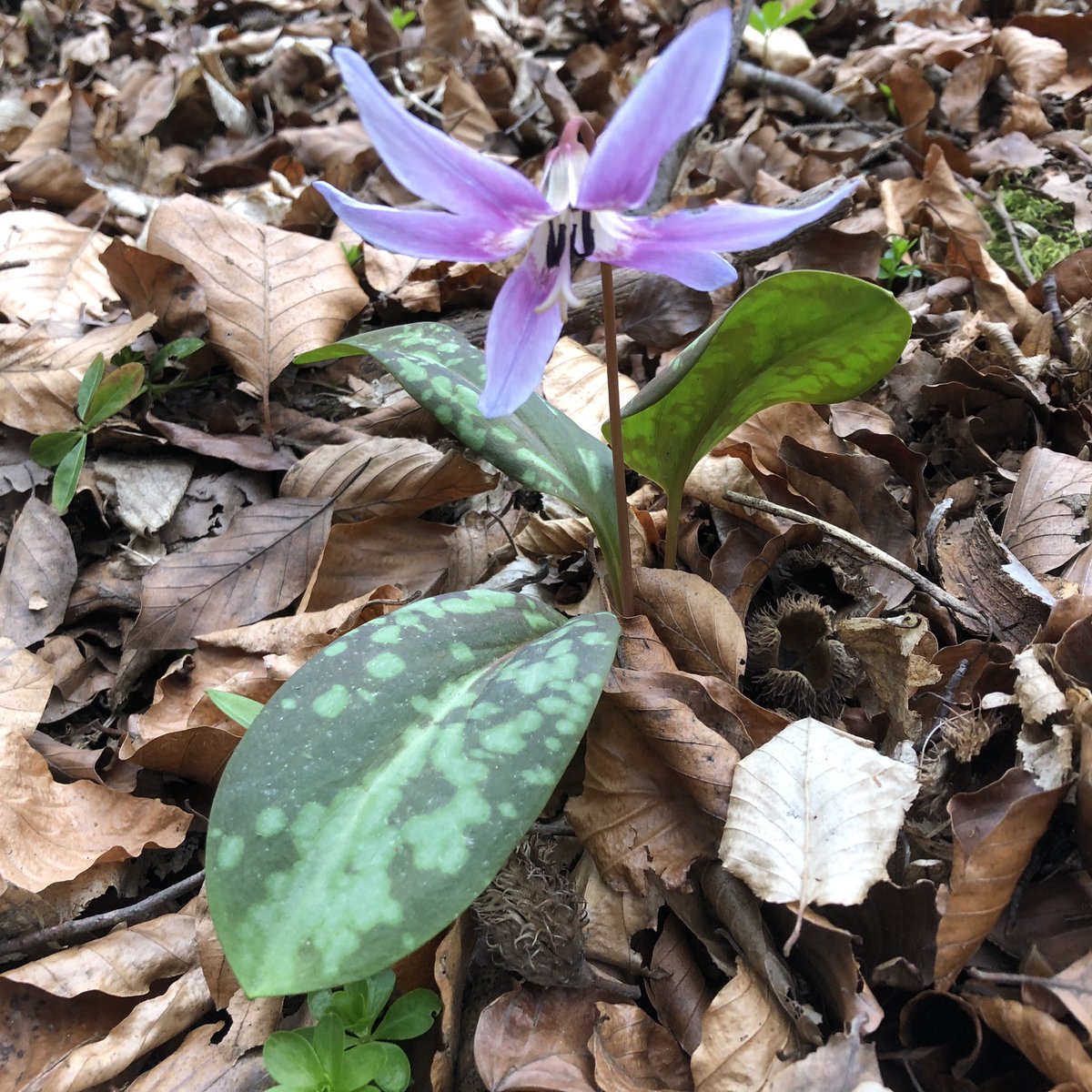 milanbazil's tweet photo. Japonci podnikají hanami za kvetoucími sakurami. My na dolním toku Zlaté řeky vyrážíme za kandíkem na Medník. #kandik #Erythronium #Mednik #Pikovice https://t.co/ywT2HpRQAb