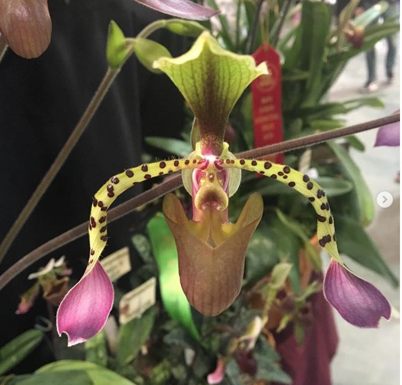 SBOrchidShow's tweet photo. Can you believe it's only been a week since #SBIOS? Here's another candid picture from one of our fans, @!gingercurtis_phd #orchidmagic #orchidsofinstagram #sborchidshow https://t.co/msJl7VVuc9