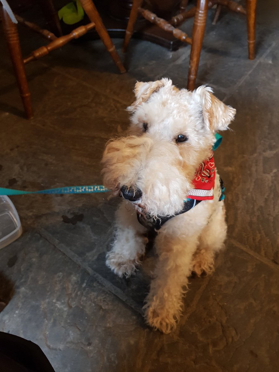 Barry_Natuzzi's tweet photo. #dogsinpubs https://t.co/spz1FpZCY0