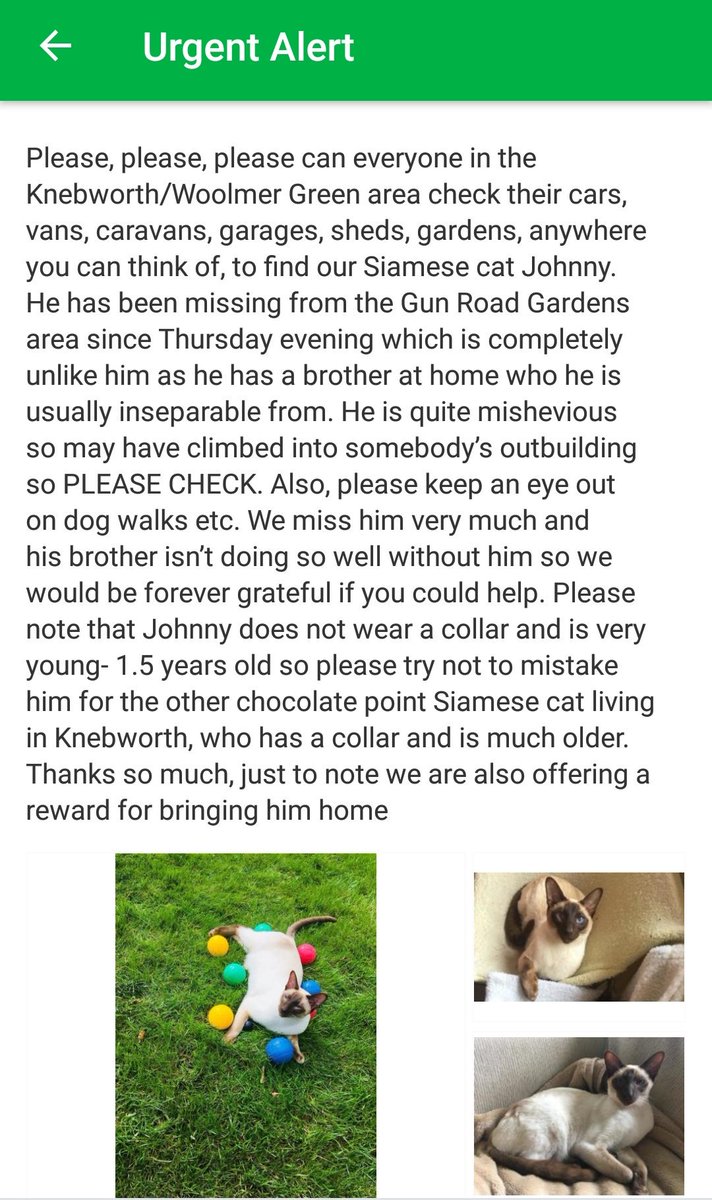 🐱URGENT ALERT #Knebworth/#WoolmersGreen 
#Missing Siamese #cat Johnny 
Only 1 1/2 years old
REWARD for return, please check garages, sheds and gardens in the area. #MissingCat