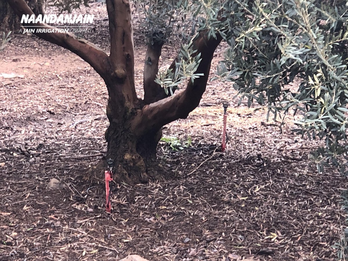 RivulisOfficial's tweet photo. In this 45 years old #Olive orchard, of a leading producer in #Israel, the wining solution is Micro #AquaSmart_2002 - perfect for these established trees.
How do you irrigate your olives?

Learn here:
https://t.co/aTS38JvlNZ https://t.co/9E6lGJNepE