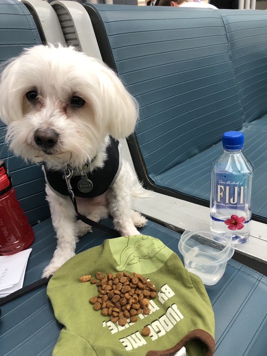 RoUnfiltered's tweet photo. Yoda snack time. He pushed the shirt off the bench when he was done with the food!!! 🤦‍♀️🤦‍♀️🤦‍♀️ #FIJIWaterForMyDog #SoakingUpTheAttention #DogSnackTime #DogAdventures #FuckImBored https://t.co/nX6EjVTvvW