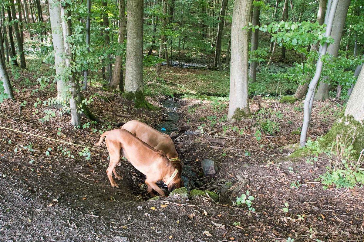 HundeReisenMehr's tweet photo. Frisch gebloggt: Die kürzeste Etappe des WesterwaldSteigs führt von Nistertal nach Bad Marienberg und ist nur 7 km lang #Westerwald #WandernmitHund #WesterwaldSteig #Wandern https://t.co/i5WshxZGLk https://t.co/zIAwi06QuD