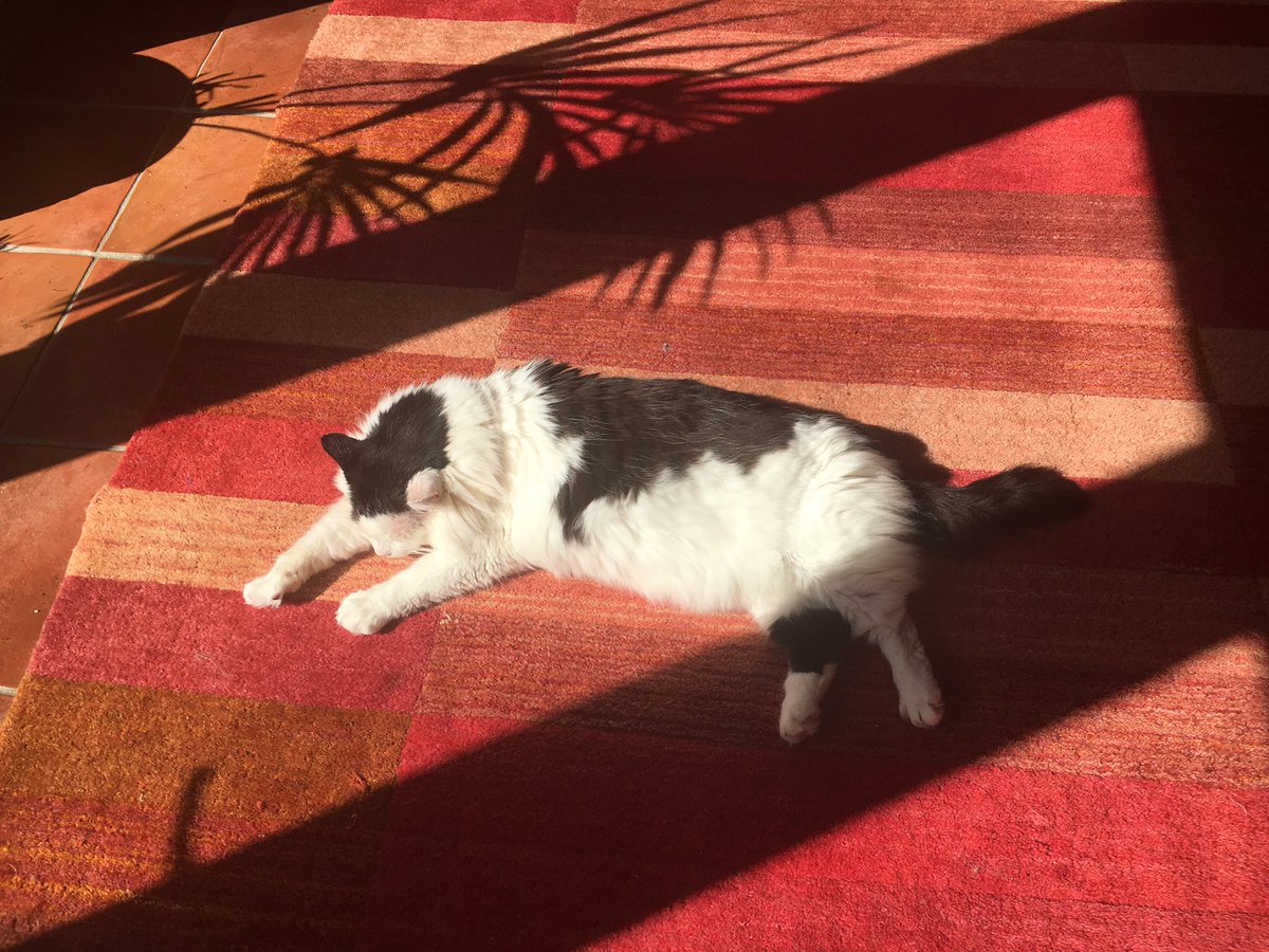 Sun-bathing is my favourite thing to do on sun-days! 😸😻☀️ #Cats #LarryFanClub #SundayFunday #FIV #AdoptDontShop