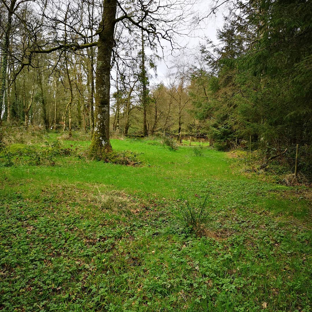 CollonCampsite's tweet photo. Love sunshine here today. Perfect day for a trek in the forest. https://t.co/cqX9VjbSn0