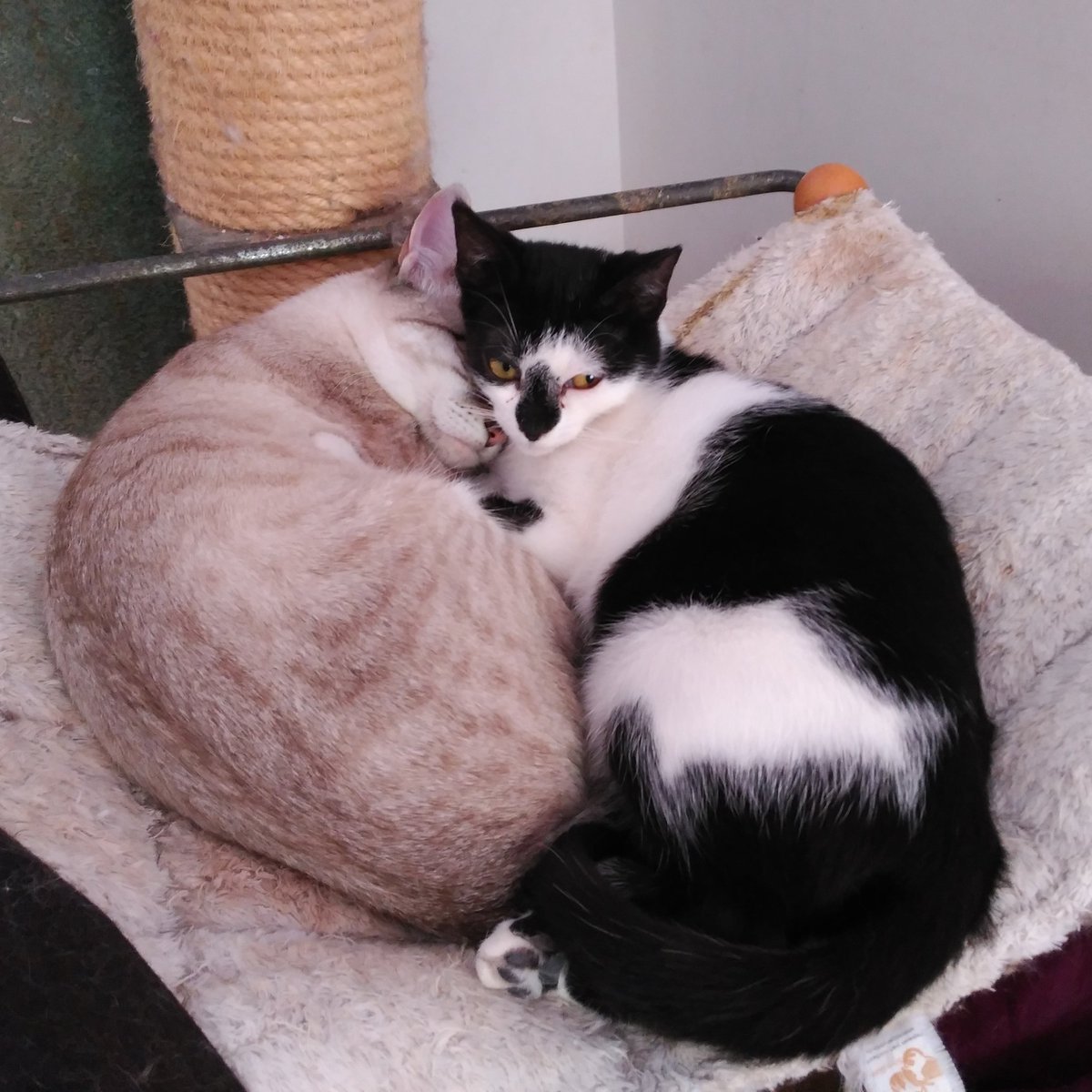 SantitheCat1's tweet photo. Sunday snoozing!
#catlife #catphoto #catlover #CatsOfTwitter #catsofportugal #albus #vulpina #adoptdontshop #vidadegato #fotosdegatos #gatosdeportugal #gatosdotwitter #domingosdorminhocos https://t.co/wj7z4MfP82