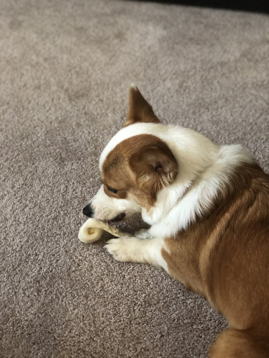 takithecorgi's tweet image. Rainy day #corgi #corgisofinstagram