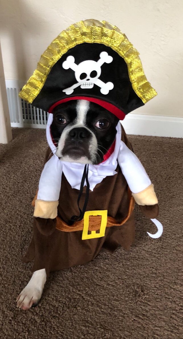 Gunner_412's tweet photo. @WonderWilbur @Jacksonthehusky @LucySil58184048 @Elvisbulldoguk @BeaglePip @LarryTheFox4 @CasAndAlfie https://t.co/hEuujvT9xa