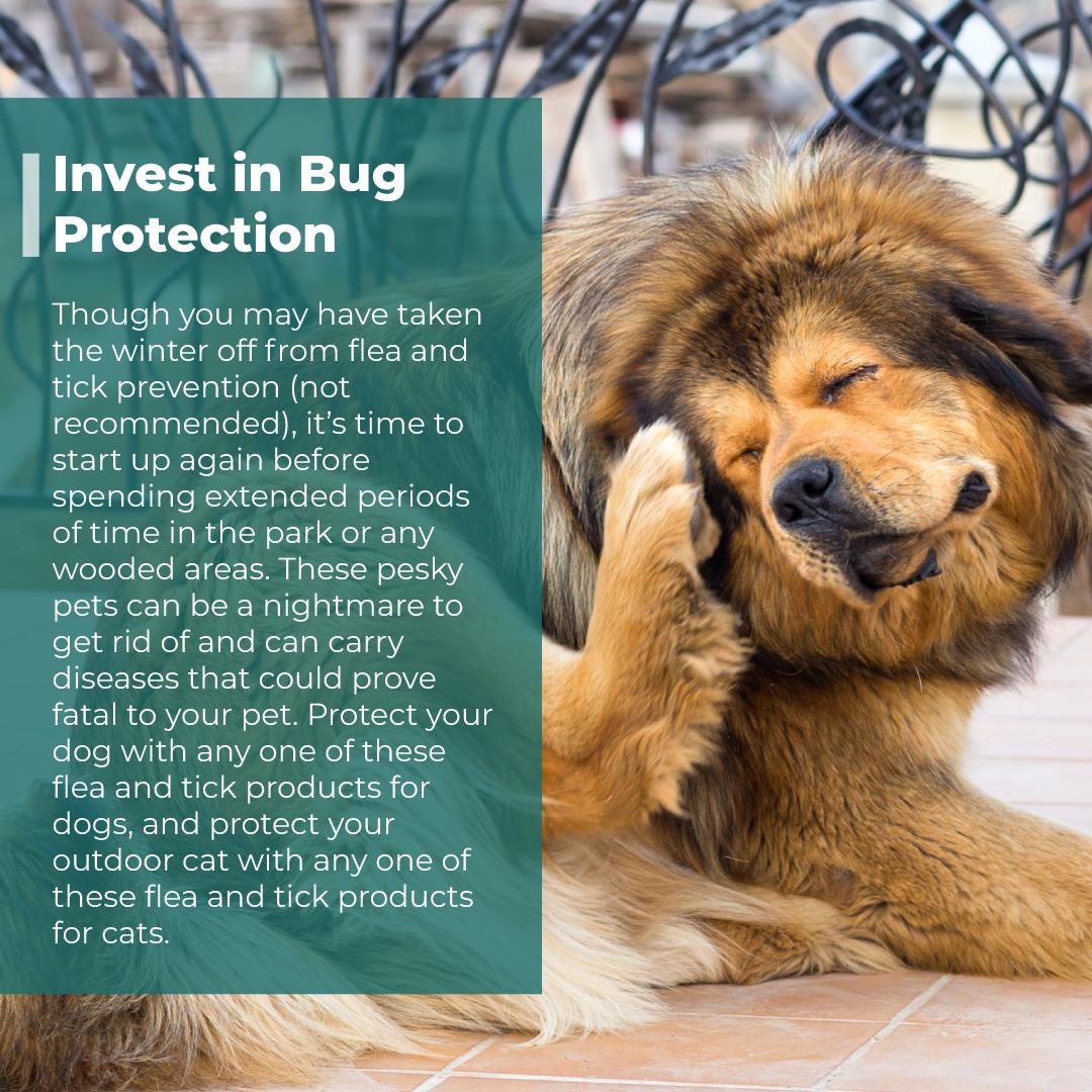#holisticvetcare #pet #tips #dog #health #canine #feline #spring #goodhabits #bug #protection #flea #tick #meds #itch #prevention