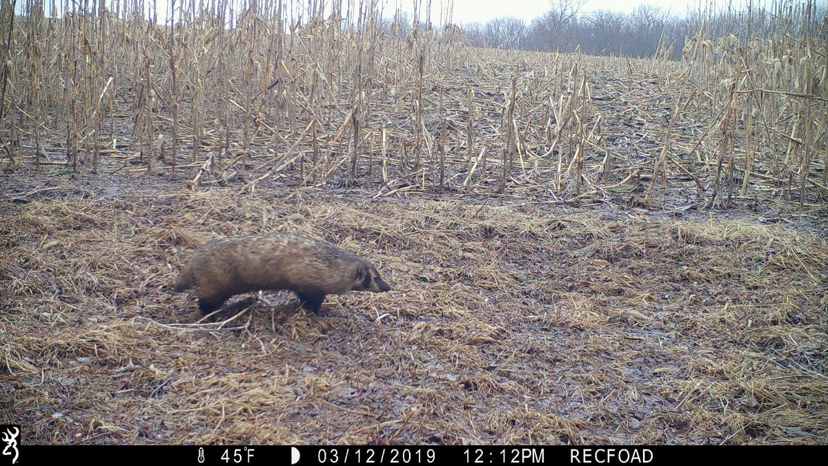 antler_valley's tweet photo. A rare picture of an animal that you don't want to cross paths with. @BrowningCams #ReconForce https://t.co/azof5kd2iP
