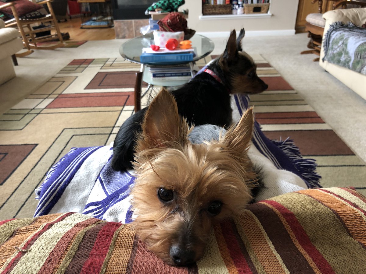 Coach1984's tweet image. These guys are really loving little boys. After nine days they finally got to lay on dad again. #dogsKnow