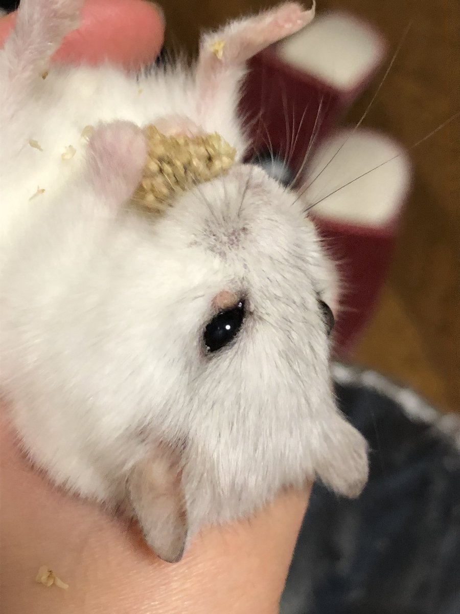 みにい 大福の目イボが大きくなってる もうすぐ生まれて3年 ハムスター