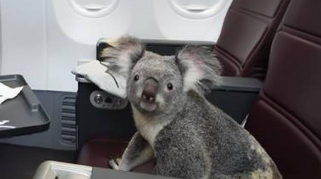 JohnnyBuschi's tweet photo. @qatarairways "I hate Qatar." https://t.co/fzOLJHeQZh
