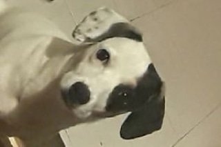 runawaypets's tweet photo. Help us find Headlive the Pitbull
Get the app https://t.co/0nn1yxPETE
⚠️ #FluffyAlert
#dog #dogs #lostdog #lostdogs #lostdogsofinstagram #dogsofinstagram #dogsworld #lostpet #lostpets #lostpetalert #petsofinstagram #lostpetsofinstagram #helpinglostpets #pitbulldog #pitbulldogs https://t.co/ge8EwFKcof