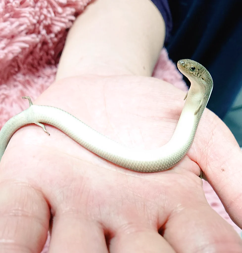 こんな生き物いたんだ～wwwニシミツユビカラカネトカゲwww